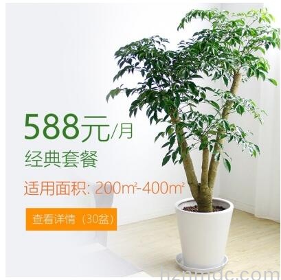 588/月适合办公室植物